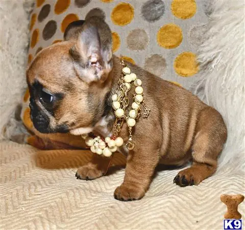 French Bulldog puppy for sale