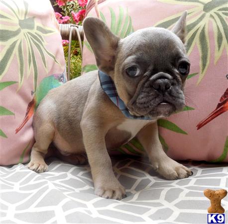 a small french bulldog dog wearing a blue collar