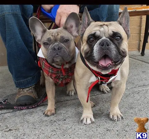 French Bulldog stud dog