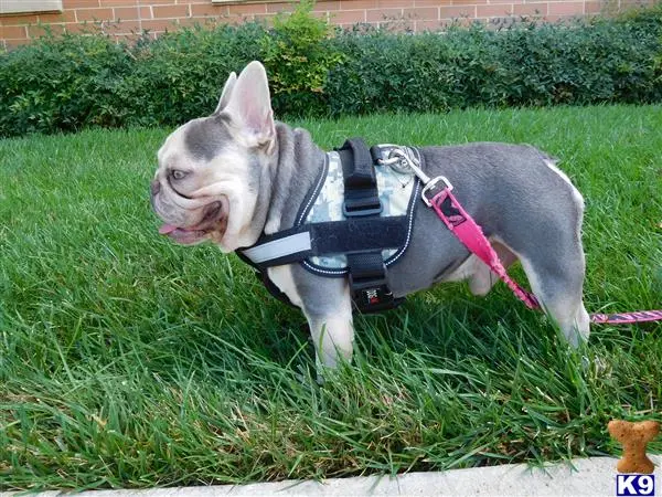 French Bulldog stud dog