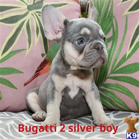 French Bulldog puppy for sale