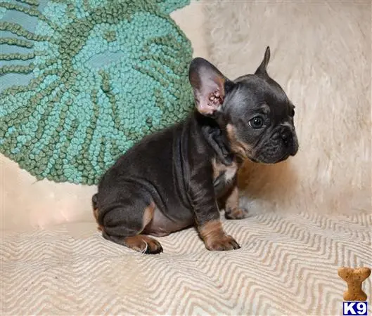 French Bulldog puppy for sale