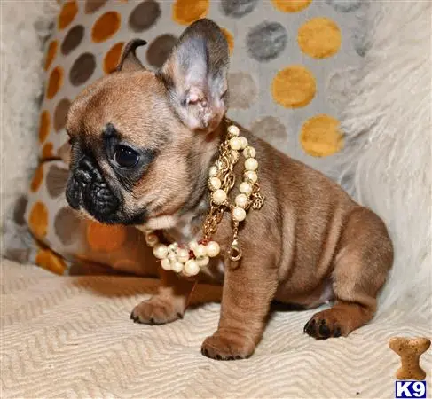 French Bulldog puppy for sale