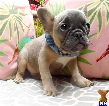 French Bulldog puppy for sale