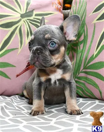 French Bulldog puppy for sale