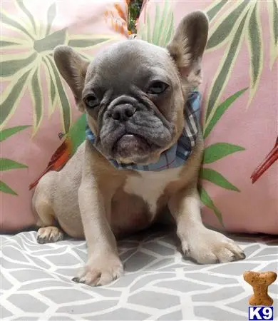 French Bulldog puppy for sale