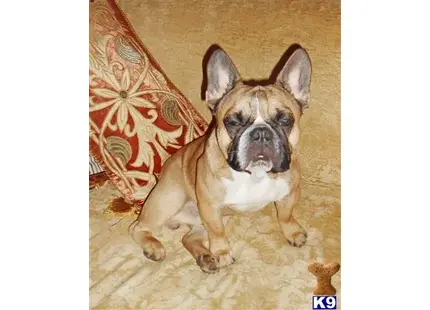 a french bulldog dog sitting on the floor
