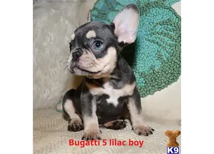 a small french bulldog puppy sitting on a couch