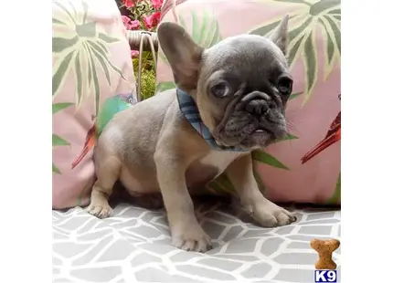 a small french bulldog dog wearing a blue collar