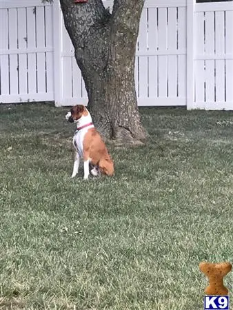 Boxer stud dog