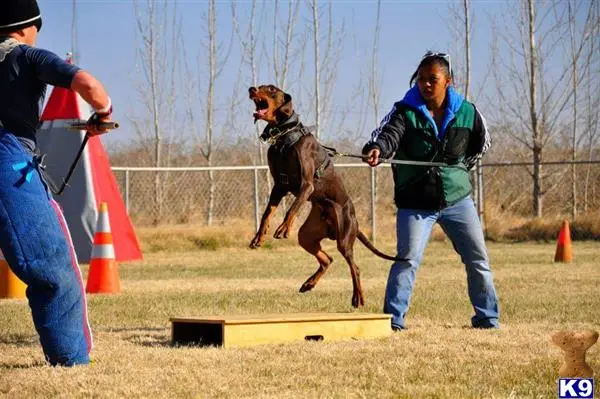 Doberman Pinscher stud dog