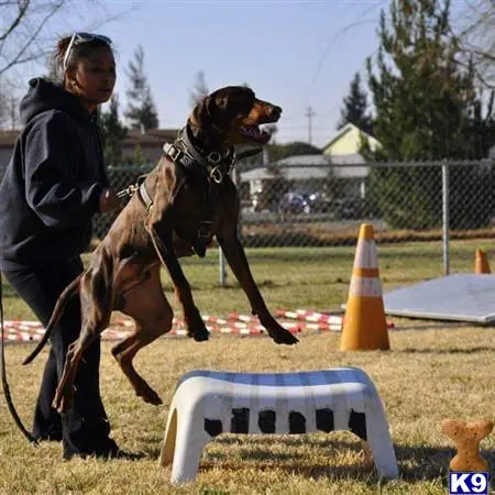 Doberman Pinscher stud dog