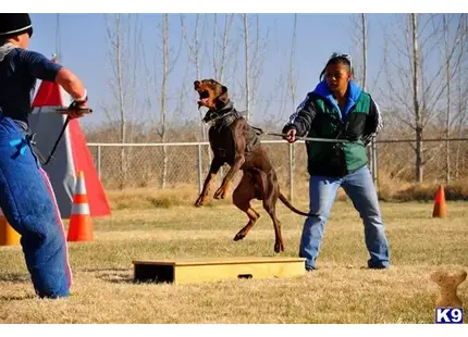 Doberman Pinscher