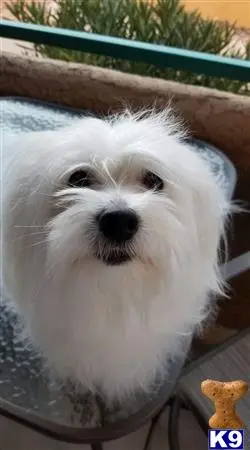 Coton De Tulear