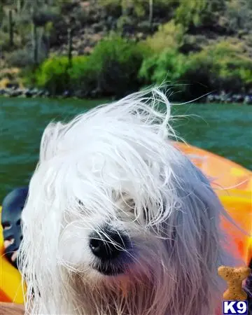 Coton De Tulear stud dog