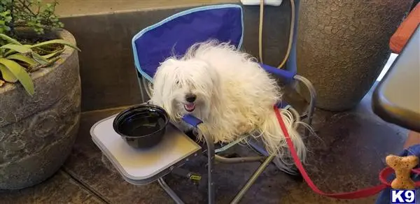 Coton De Tulear stud dog