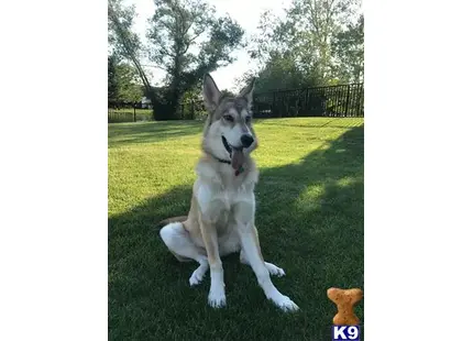 a wolf dog dog sitting in the grass