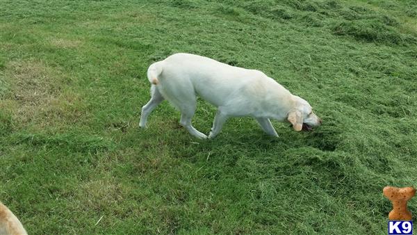 Labrador Retriever dog