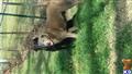Labrador Retriever stud dog: Two Labrador Retrievers playing on green grass in a fenced area
