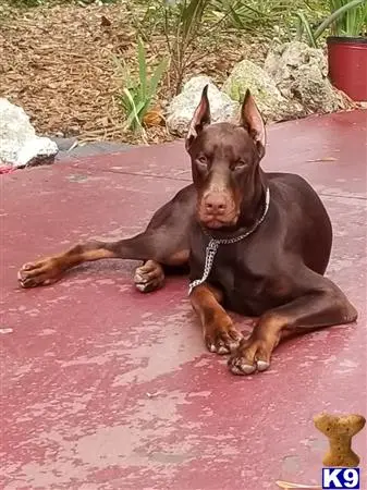 Doberman Pinscher puppy for sale