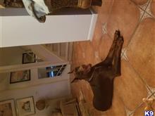 doberman pinscher puppy posted by osterb