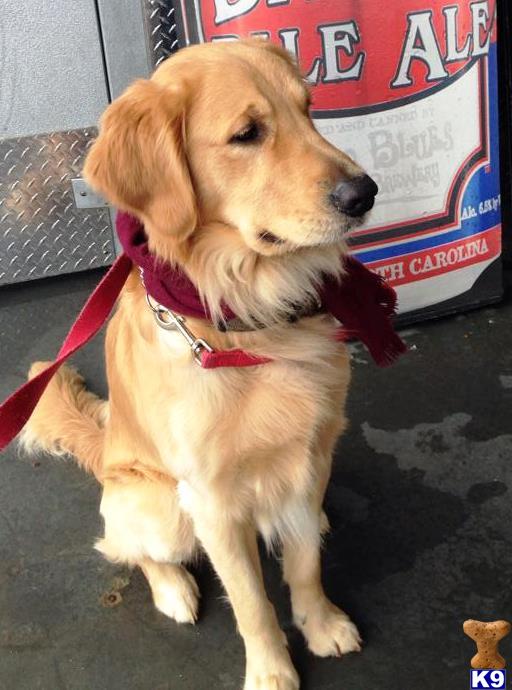 Golden Retriever stud dog