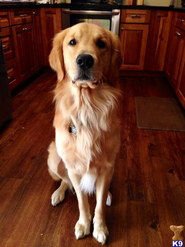 Golden Retriever stud dog