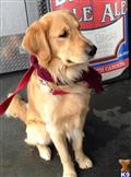 Golden Retriever stud dog: Golden Retriever sitting with a maroon scarf in a casual setting