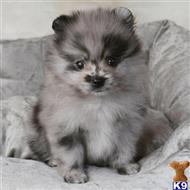 pomeranian puppy posted by otehpomeranian