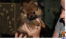 pomeranian puppy posted by otehpomeranian