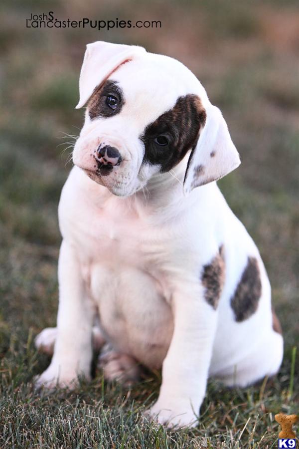 American Bulldog Puppy for Sale Abby, Female 900