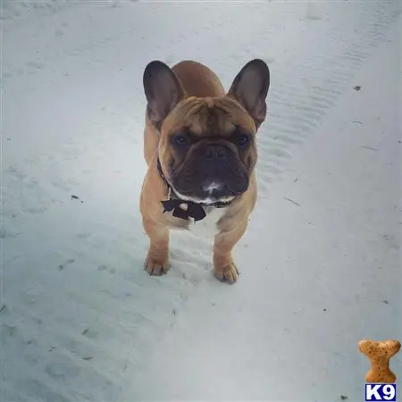 French Bulldog stud dog