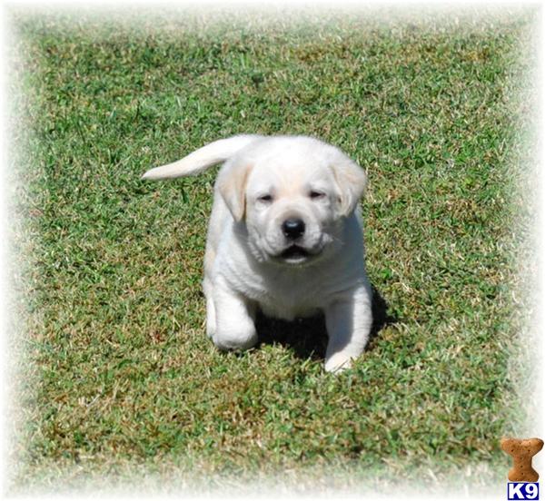 Labrador Retriever