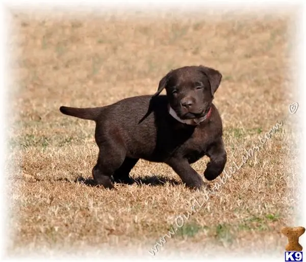 Labrador Retriever