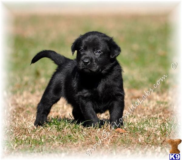 Labrador Retriever