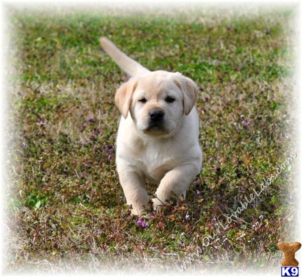 Labrador Retriever