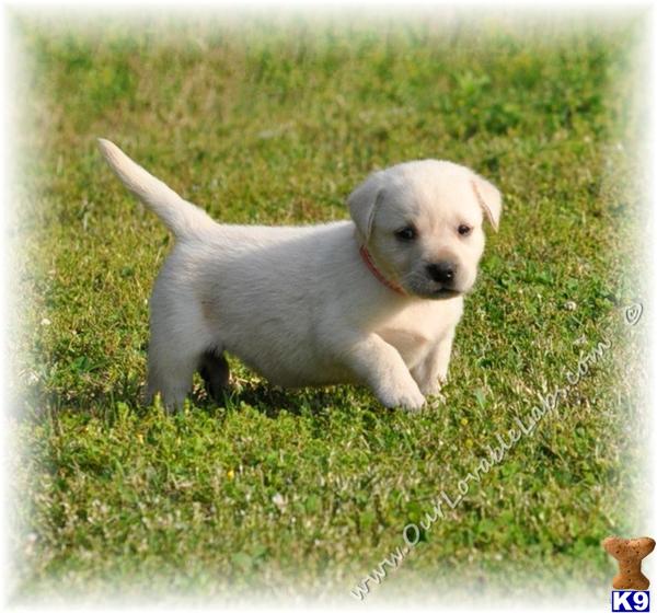 Labrador Retriever