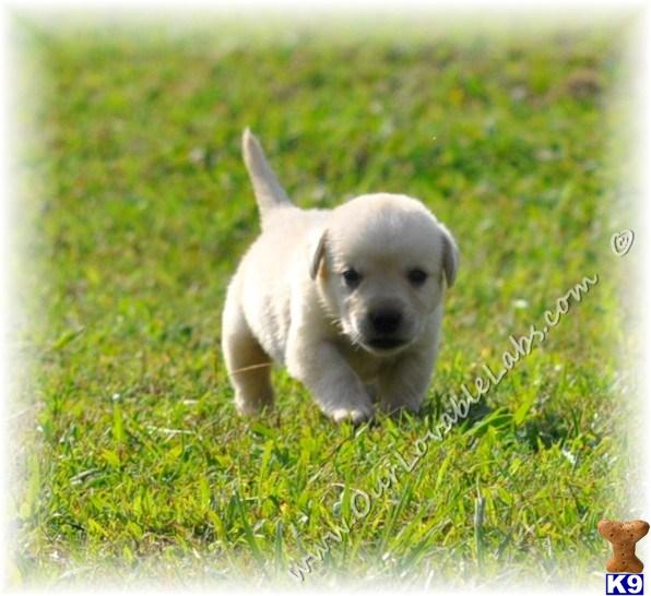 Labrador Retriever