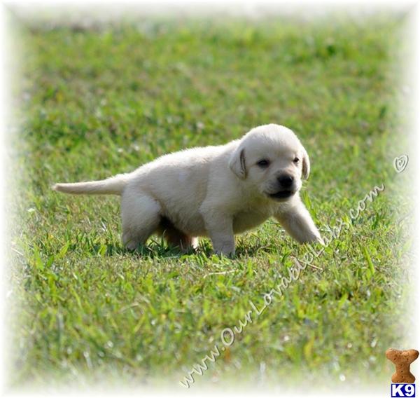 Labrador Retriever