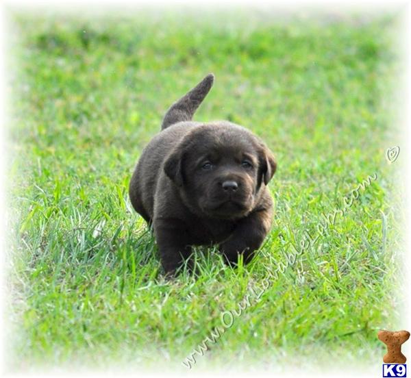 Labrador Retriever