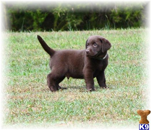 Labrador Retriever