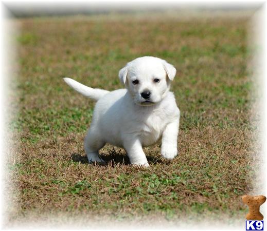 Labrador Retriever