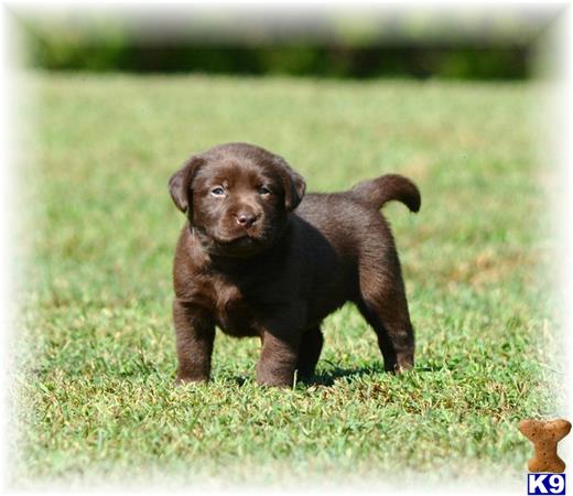 Labrador Retriever