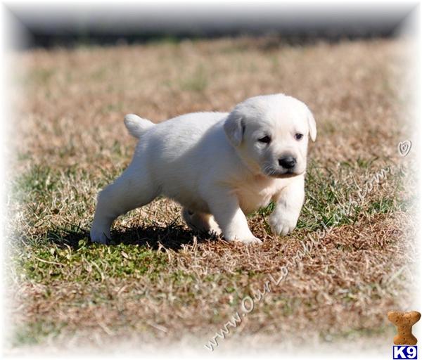 Labrador Retriever