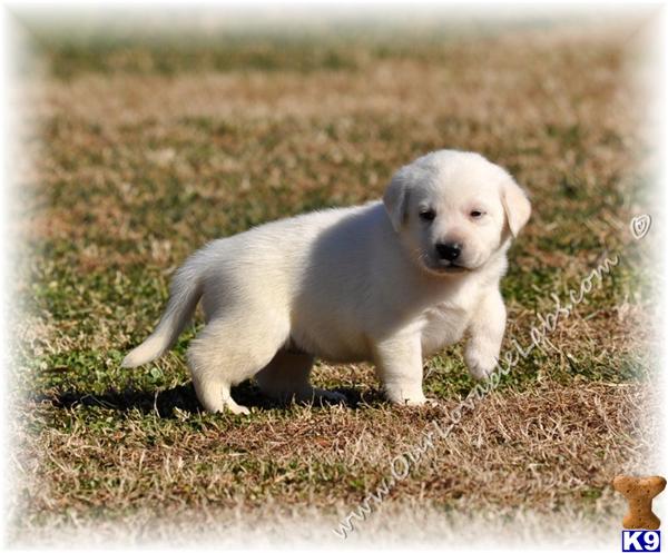 Labrador Retriever