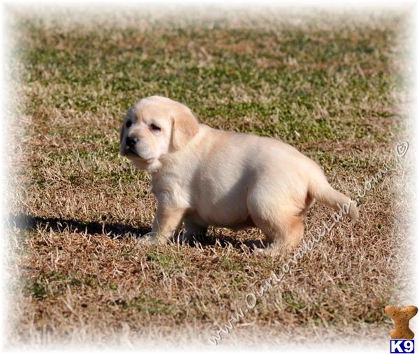 Labrador Retriever