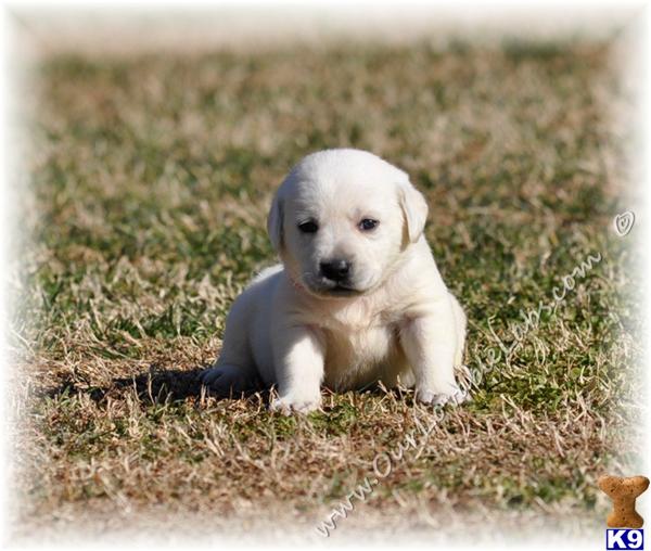 Labrador Retriever