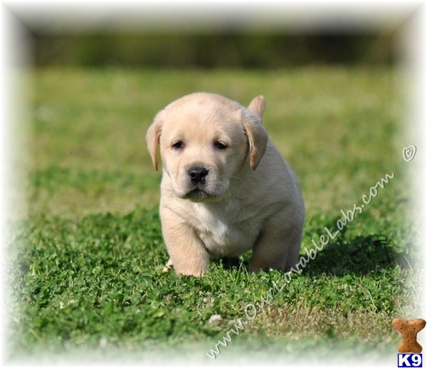 Labrador Retriever