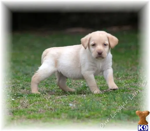 Labrador Retriever