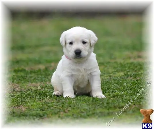 Labrador Retriever